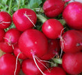 Champion Radish Seeds 200+ Count, Cool Weather, Non-GMO Vegetable Seeds, Raphanus sativus for Spring & Fall Gardens