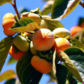 Persimmon Seeds - 5 Pack - Diospyros virginiana - Native Edible Fruit Tree Seeds for Garden Planting