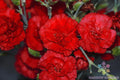 Grenadin Red Carnation Seeds - 200+ Count Dianthus caryophyllus for Garden Planting & Containers, Vibrant Red Blooms