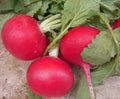 Crimson Giant Radish Seeds – Raphanus sativus – Fast-Growing, Crunchy, Non-GMO Vegetable Seeds for Garden & Container Planting