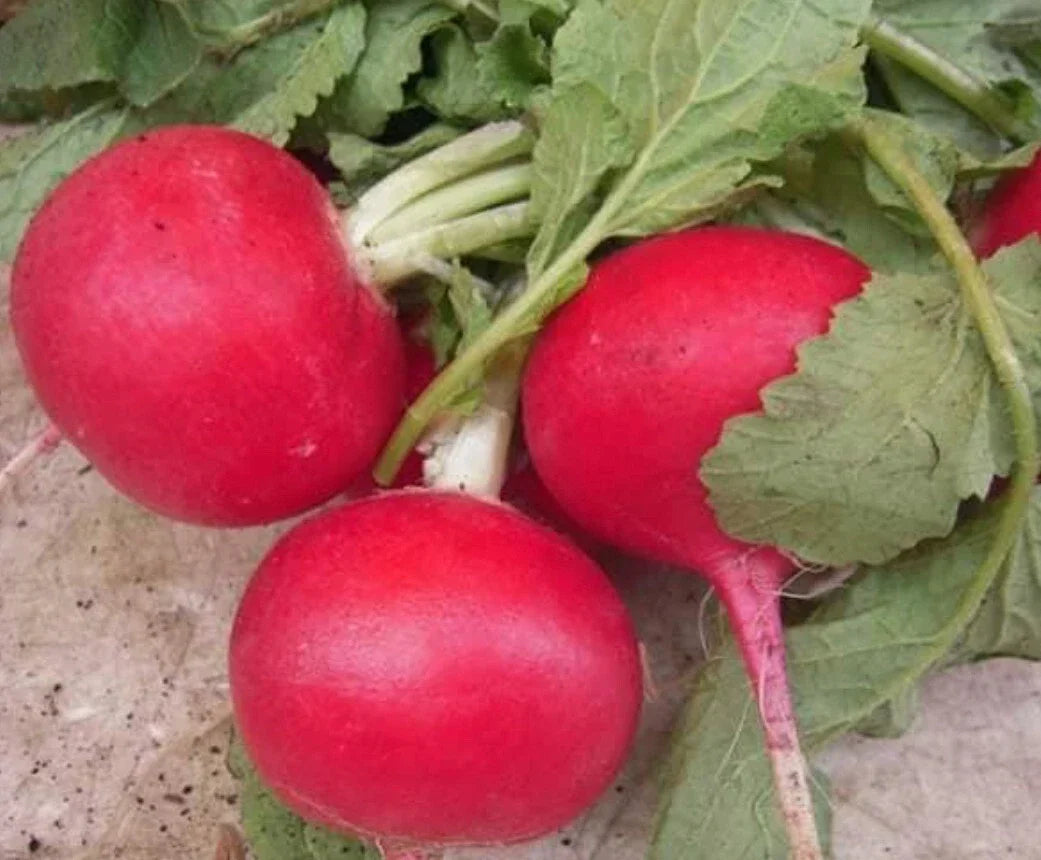 Crimson Giant Radish Seeds – Raphanus sativus – Fast-Growing, Crunchy, Non-GMO Vegetable Seeds for Garden & Container Planting