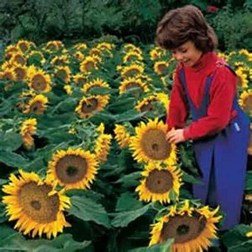 Dwarf Sunspot Sunflower Seeds | 50+ Helianthus annuus | Compact Exotic Yellow Flowers for Garden & Containers