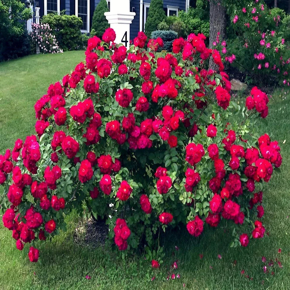 Japanese Red Rose Bush Seeds - Rosa Rugosa Rubra - Hardy Flower Seeds for Garden, Hedges & Borders