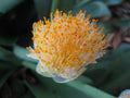 Jumbo Haemanthus albiflos Bulb - Paintbrush Plant - White Flowers - Rare South African Flowering Bulb