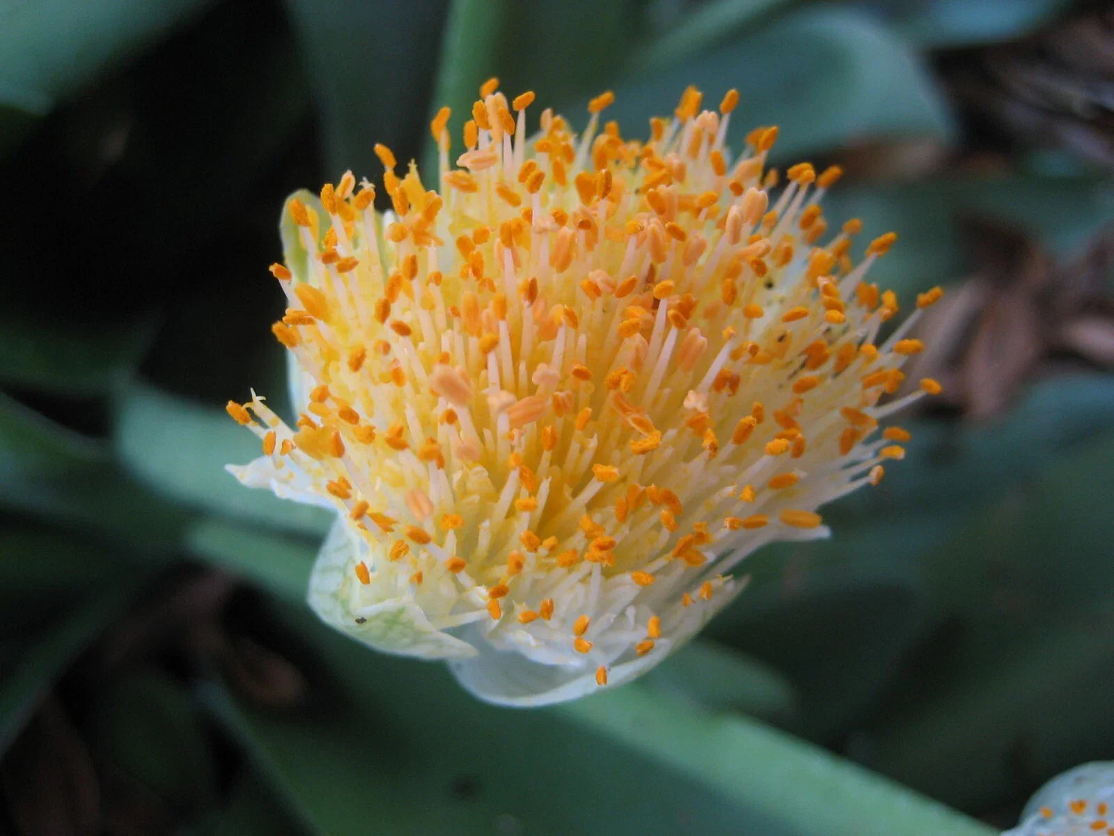 Jumbo Haemanthus albiflos Bulb - Paintbrush Plant - White Flowers - Rare South African Flowering Bulb