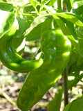 Hatch Lumbre Chili Pepper Seeds, NuMex XXX Hot Green Chile, Capsicum annuum, Ristra, Spicy Garden Seeds