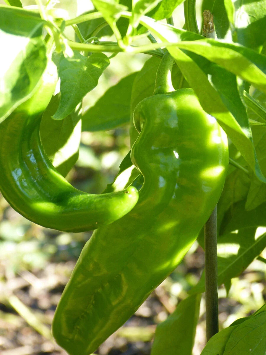 Hatch Lumbre Chili Pepper Seeds, NuMex XXX Hot Green Chile, Capsicum annuum, Ristra, Spicy Garden Seeds