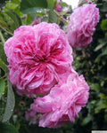 Duc de Cambridge Rose Bare Root Plant - 2-Year-Old Pink Fragrant Rose Rosa 'Duc de Cambridge'