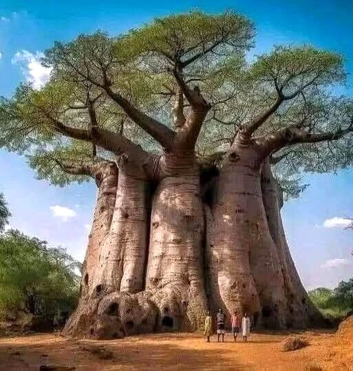 Baobab Seeds 5 Pack - Adansonia digitata "Tree of Life" Rare Bonsai Plant Seeds for Indoor & Outdoor Gardening