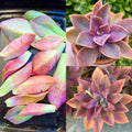Graptoveria Fred Ives Succulent Plant – Live Plant with 5 Large Leaves for Propagation – Rare Rosette Succulent, Indoor & Outdoor Care