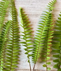 Rooted Ferns 20 Pack - Lush Green Indoor Plants for Home Decor