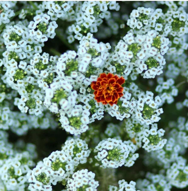 Sweet Alyssum Seeds - Tall White Tender Perennial Non-GMO Heirloom - 1000 Seeds for Gardens & Pollinators