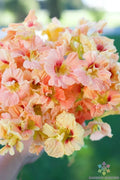 Salmon Gleam Nasturtium Seeds - Pack of 50+ for Garden Planting, Tropaeolum majus, Vibrant Edible Flowers, Fast Growing, USA Shipping