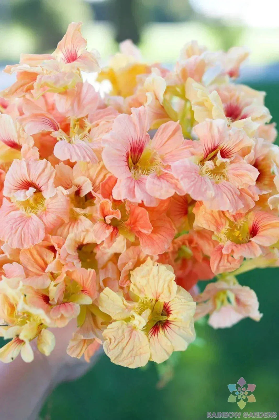 Salmon Gleam Nasturtium Seeds - Pack of 50+ for Garden Planting, Tropaeolum majus, Vibrant Edible Flowers, Fast Growing, USA Shipping