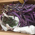 Purple Heart Wandering Jew Cuttings - 20 Pack, Tradescantia Pallida Purpurea, Vibrant Purple Foliage, Indoor & Outdoor Garden Plants