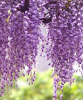 Chinese Wisteria Live Starter Plants, Purple, 4-5 Inches, Wisteria sinensis, 2 Plants per Order