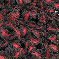 Black Dragon Coleus Seeds - 40 Count - Vibrant Dark Foliage - Solenostemon scutellarioides - Indoor & Outdoor Gardening