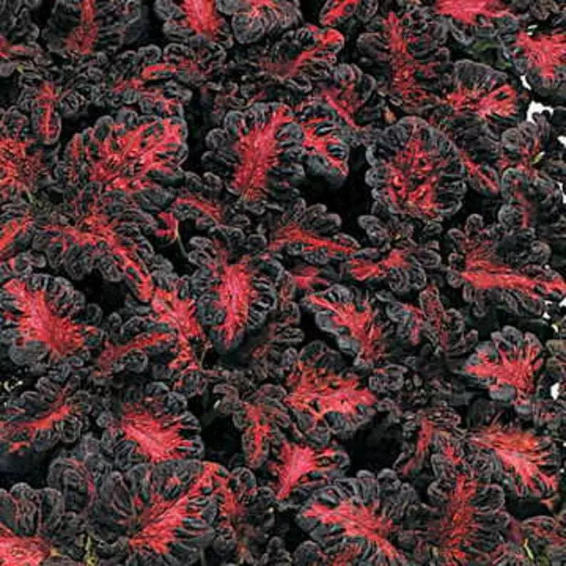 Black Dragon Coleus Seeds - 40 Count - Vibrant Dark Foliage - Solenostemon scutellarioides - Indoor & Outdoor Gardening