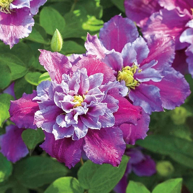25 Piilu Clematis Seeds - Climbing Perennial with Pink & White Flowers - Clematis viticella - USA Seller