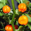 Habanero Orange Heirloom Pepper Seeds, Non-GMO, 500 Seeds, Capsicum chinense, Fiery Chili Pepper Seeds for Garden & Cooking