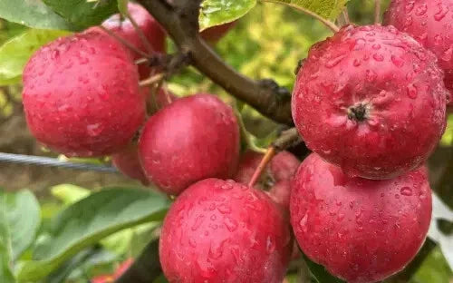 Wickson Crabapple Seeds - Garden Planting Seeds for Malus 'Wickson' - 25 Premium Seeds for Landscaping and Pollinator Gardens