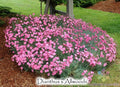 Allwood's Pink Carnation Seeds - 200+ Pack for Garden Planting - Dianthus caryophyllus - Perennial Flowers for Borders & Containers