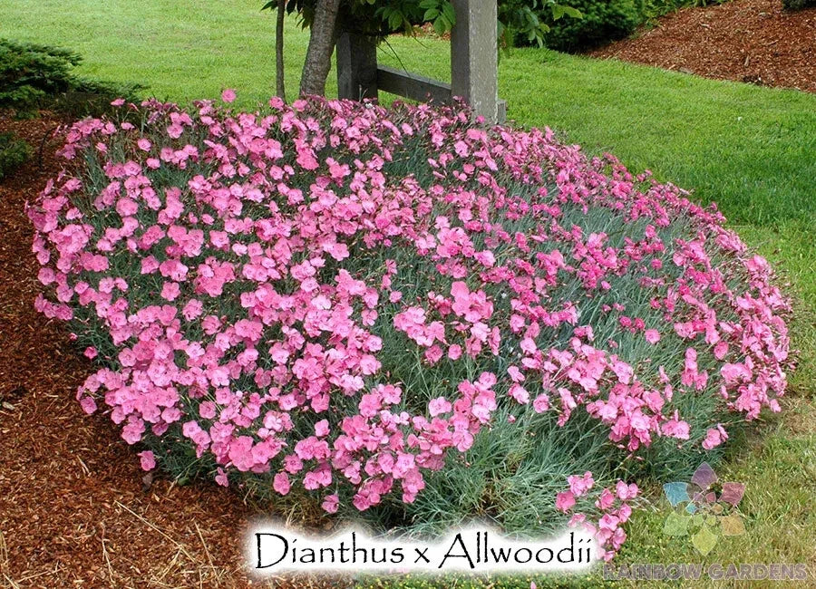 Allwood's Pink Carnation Seeds - 200+ Pack for Garden Planting - Dianthus caryophyllus - Perennial Flowers for Borders & Containers