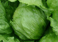 Iceberg Lettuce Seeds - 1000+ Head Variety, Lactuca sativa, Crisp Green Salad Greens for Vegetable Garden, Cool-Season Crop