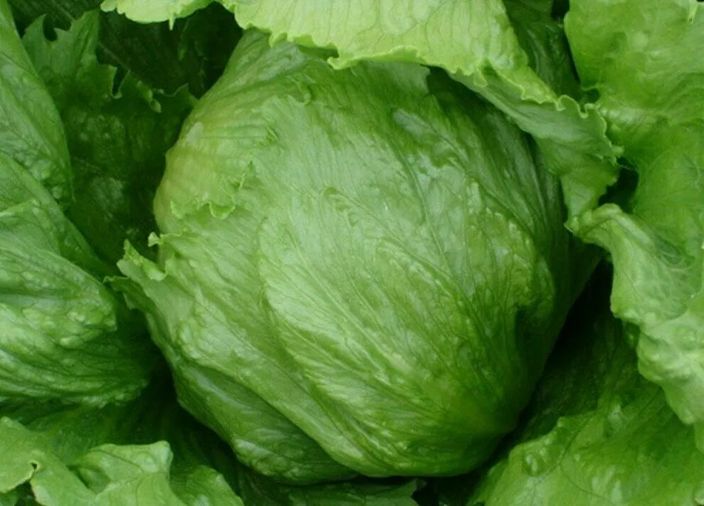 Iceberg Lettuce Seeds - 1000+ Head Variety, Lactuca sativa, Crisp Green Salad Greens for Vegetable Garden, Cool-Season Crop