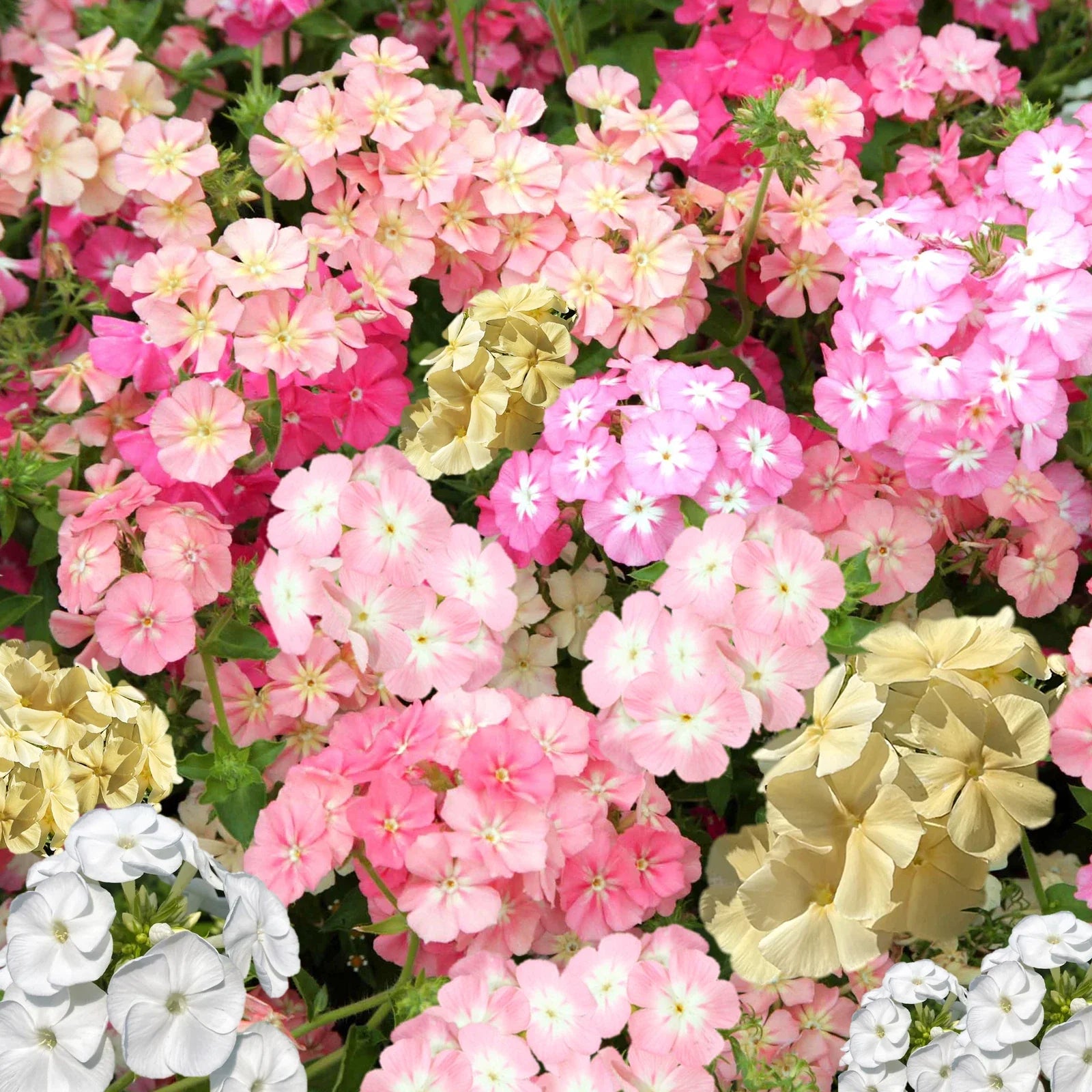 Phlox Seeds Pastel Mix Drummondii Annual for Garden, Borders & Containers