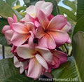 Rooted Pink Rose Plumeria Cutting - Fragrant Tropical Plant - Plumeria rubra - 2 ft Garden or Indoor Decor