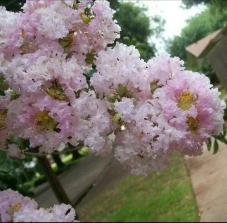 Pale Pink Cape Myrtle Seeds | Lagerstroemia indica | Perennial Flowering Tree Seeds for Garden, Pollinator Attractant, Drought Tolerant