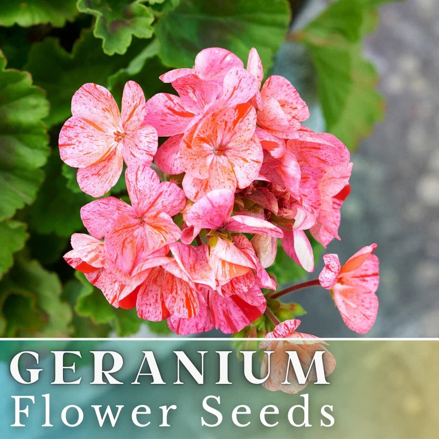 Geranium Seeds - Over 100 Creamsicle Burst Fragrant Flowers - Non-GMO Pelargonium spp.