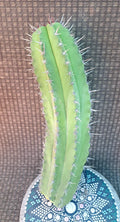 Polaskia Chichipe Cactus Cutting – 12 Inch Succulent Plant – Rare Mexican Cactus – Indoor & Outdoor Decor – Easy to Propagate