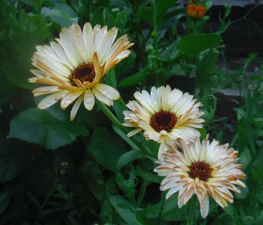 Calendula Seeds - 35+ Mixed Varieties for Garden, Borders & Cut Flowers - Calendula officinalis