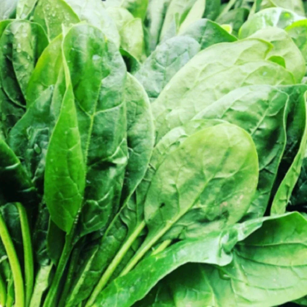 Carmel Spinach Seeds | F1 Hybrid | Fresh Garden Seeds for Spinacia oleracea Greens