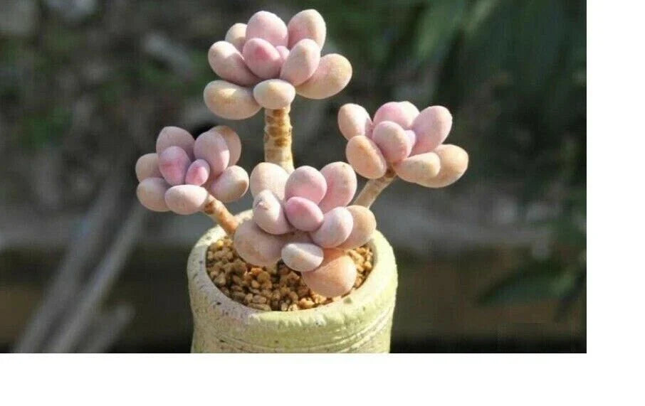 Mixed Lithops Succulent Seeds - Rare Living Stones Cactus - 50 Seeds for Indoor & Outdoor Garden Collection