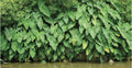 Green Taro Plant Bundles - Tropical Water Garden Marginal Aquatic Plant - Colocasia esculenta, Rooted 3-Pack