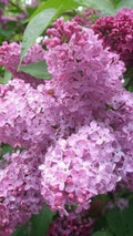 Heather Lilac Seeds - 25 Pack Fragrant Perennial Flowers Calluna vulgaris for Gardens, Borders & Containers