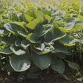 Giant Hosta Plant 'Powder Blue' - Fast-Growing Shade Perennial with Powdery Blue Foliage
