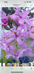 Rooted Purple Epidendrum Orchids - 6 to 10 Inches - Epidendrum spp.