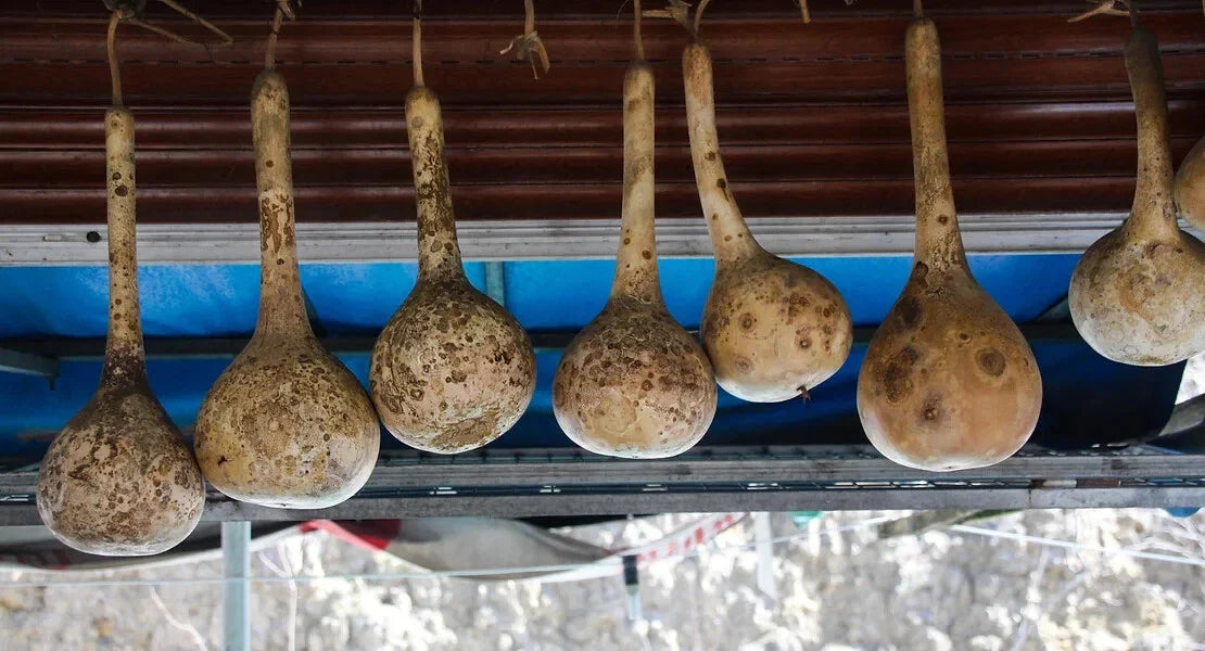 Dipper Gourd Seeds - 25+ Pack, Lagenaria siceraria, Vining Annual for Garden Planting, Crafting & Culinary Use