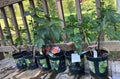 Fruiting Fig Plant in Gallon Pot - Ficus carica Indoor & Outdoor