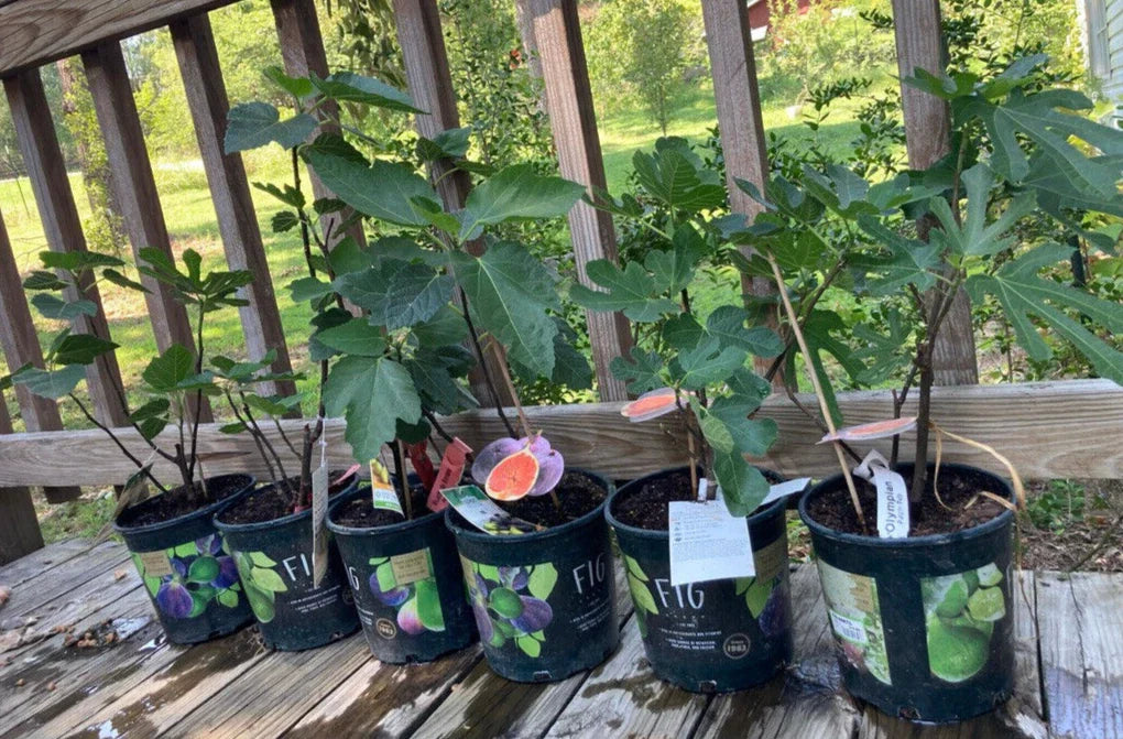 Fruiting Fig Plant in Gallon Pot - Ficus carica Indoor & Outdoor