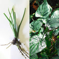 Live 7-Inch Alocasia Cucullata Chinese Dwarf Elephant Ear Bare Plant, Tropical Indoor Plant, Heart-Shaped Foliage