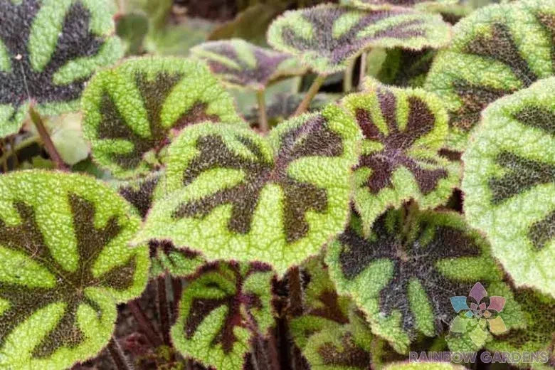Iron Cross Begonia Seeds - 25+ Pack, Begonia masoniana, Vibrant Foliage, Indoor & Outdoor Gardening, Non-GMO, Free Shipping