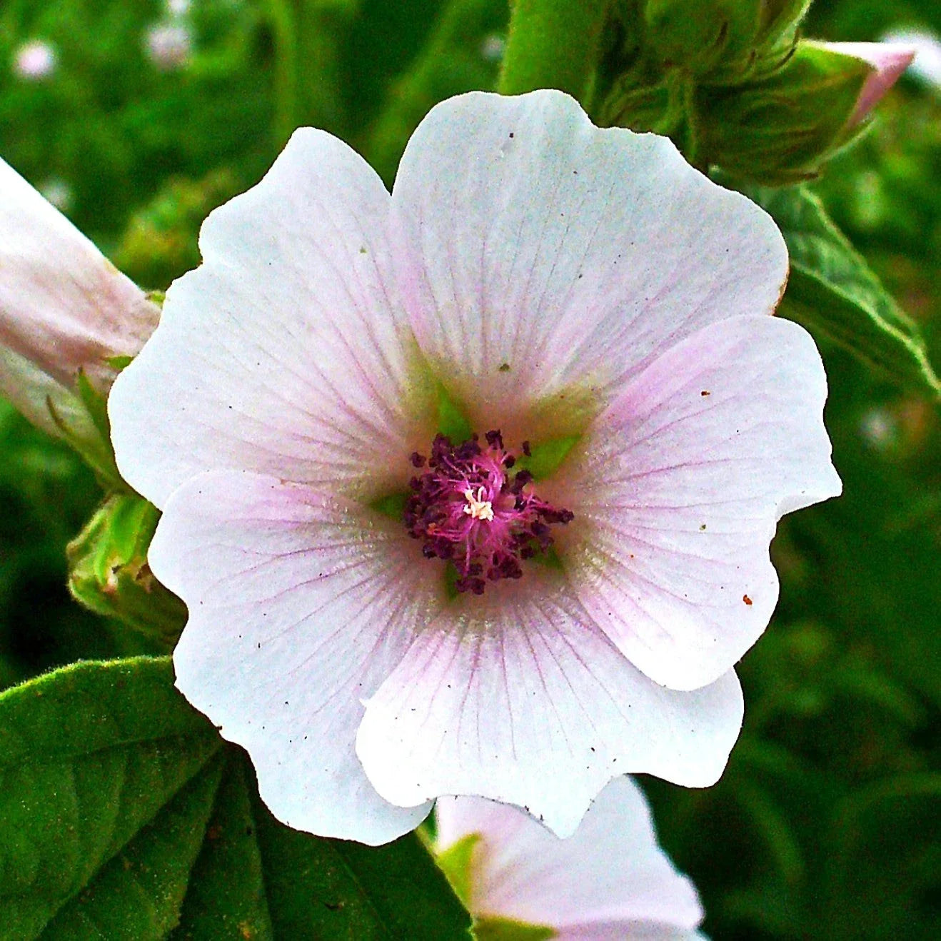 Marshmallow Plant Seeds - Medicinal Althaea officinalis with Rose Flowers, Herb Gardening, 2025 Planting Packet