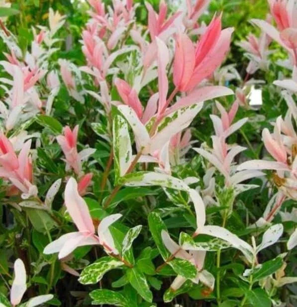 Dappled Willow Cutting - Variegated Pink & White Foliage - Salix integra 'Hakuro Nishiki'