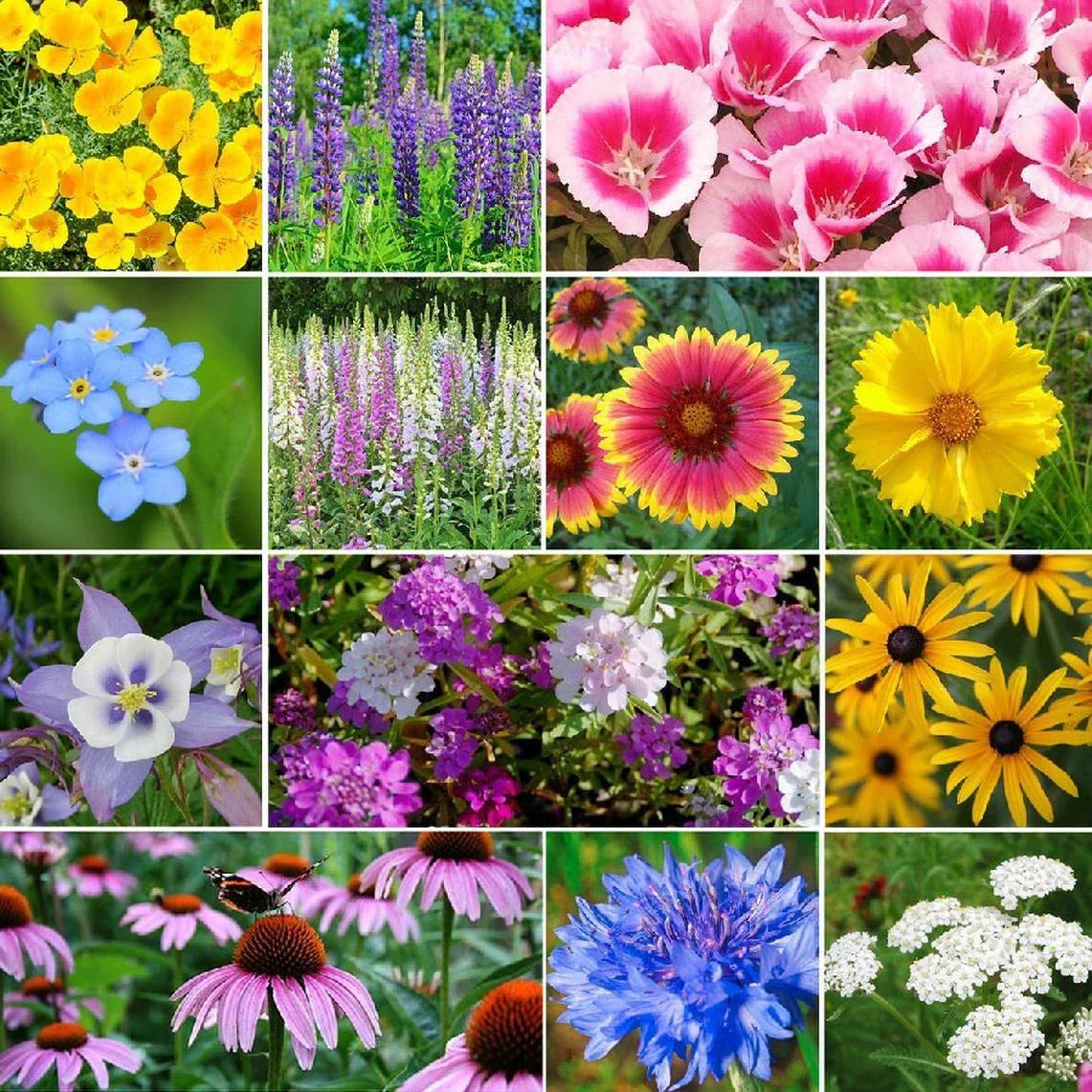 Deer Resistant Wildflower Seed Mix - 13 Species Native Non-GMO Seeds for Garden