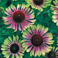 Green Twist Coneflower Seeds - Echinacea purpurea Perennial Flower Seeds for Garden, Pollinator Attractant, 50 Seeds